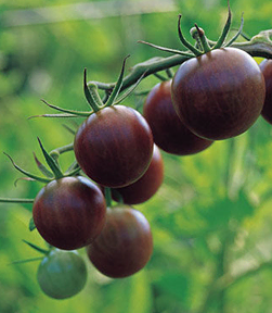 Kerstomaten zaden Black Cherry 0,1g