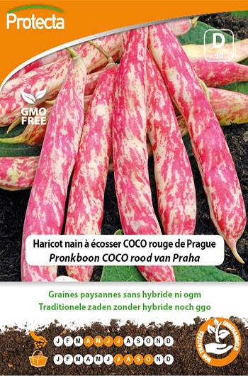 Zaadvast Pronkboon Coco rood van Praha zaden