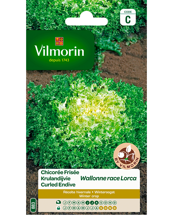 Vilmorin Zaden Krulandijvie Wallonne Lorca 4g