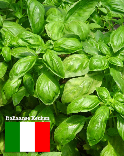 Vilmorin Zaden Italiaanse Keuken Basilicum Grand Vert 2g