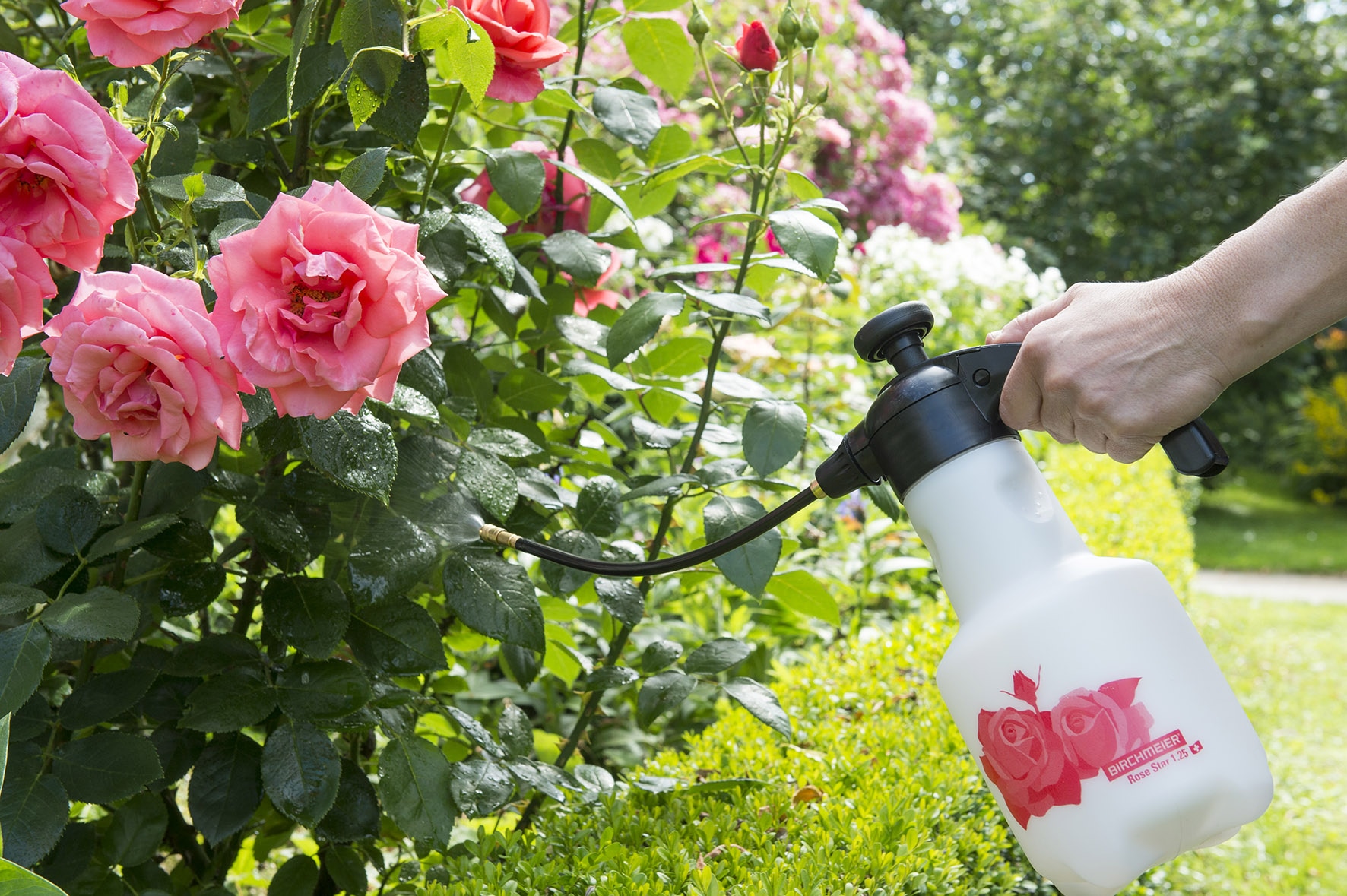 Birchmeier druksproeier voor rozen en buxus
