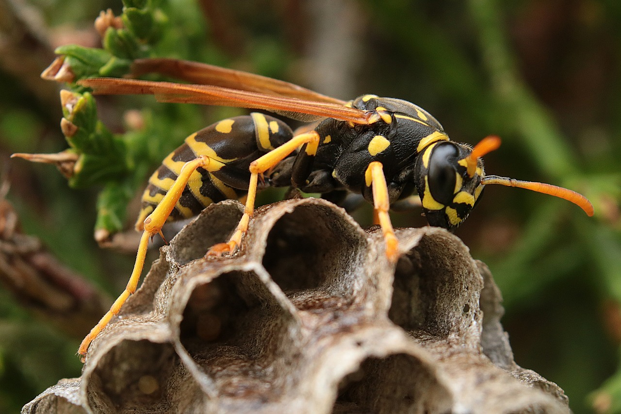 Wespennest in de tuin? Leer hoe u wespenoverlast veilig kunt bestrijden met Online-tuincentrum.be