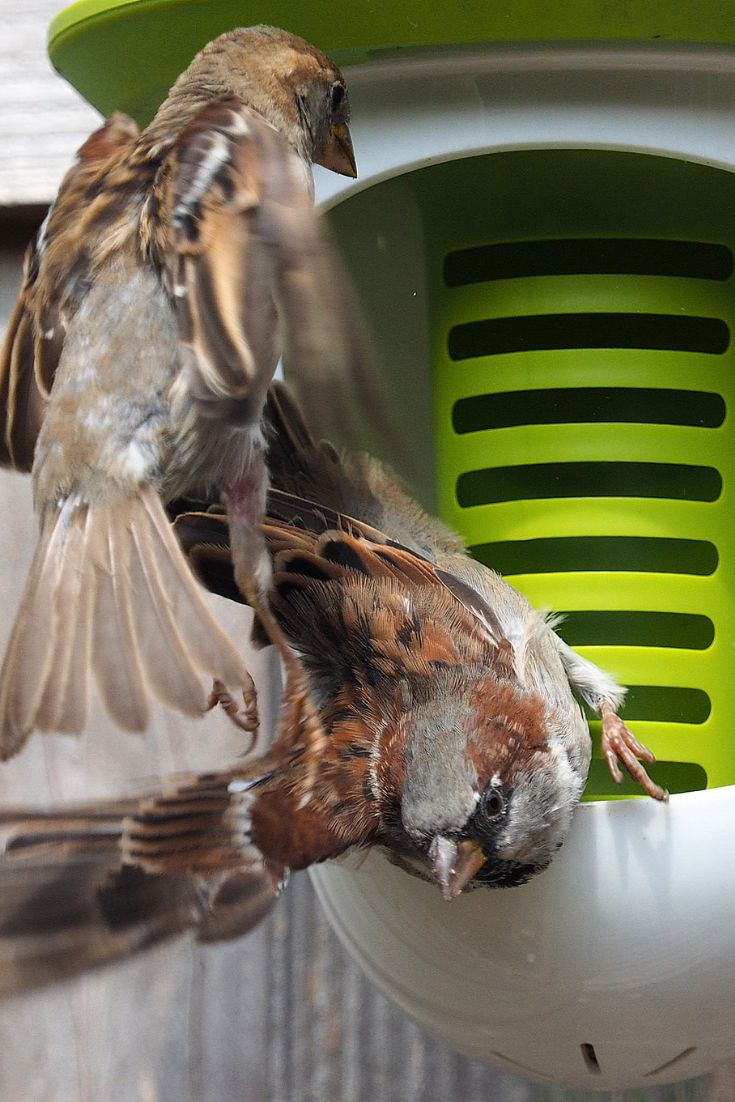 SingingFriend Multi-Feeder 2 in 1:  Voor mezenbollen, pinda's en noten