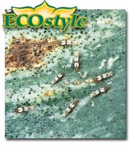 Ecostyle Aaltjes tegen trips 10m²