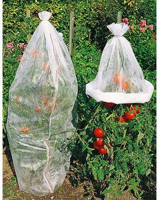 Tomatenhoes tegen vorst, vogels en insecten