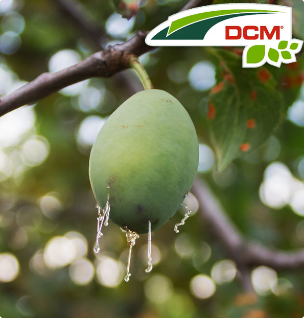 Feromonen tegen pruimenmot DCM Naturapy 2st