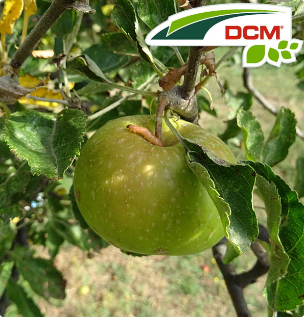 Feromonen tegen fruitmot DCM Naturapy 2st