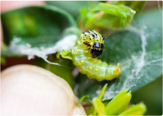 Ecostyle Buxusmot preventief en Bestrijding met val