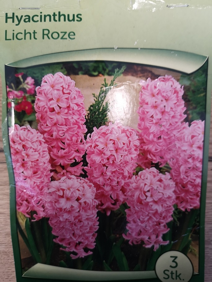 Hyacint roze