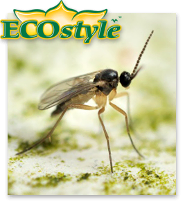 Ecostyle Aaltjes tegen varenrouwmug larven - biologische bestrijding 25m²