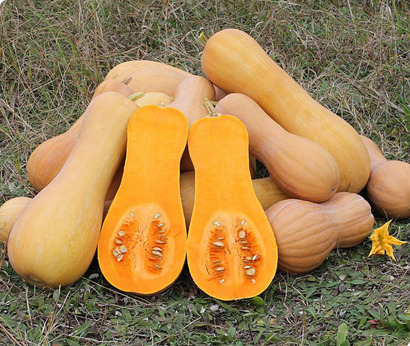 Bio Butternut pompoen zaden van Vilmorin 2g