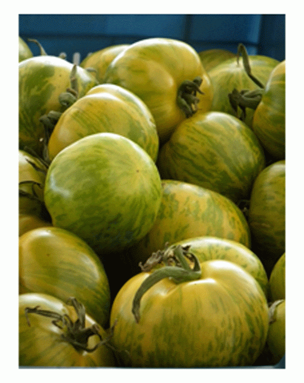 Bio Tomaten zaden Green Zebra 0.15g