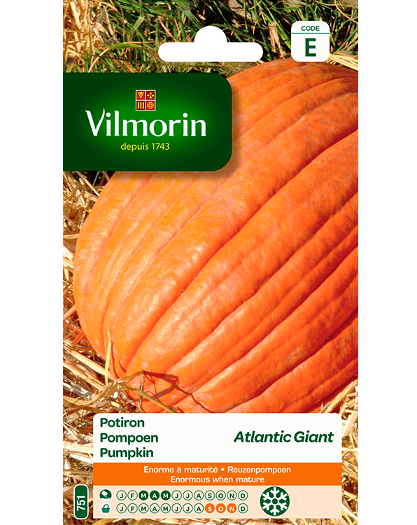 Vilmorin Pompoenzaden Atlantic Giant 3g