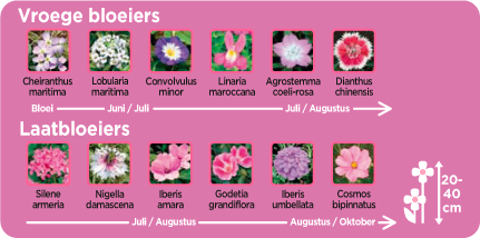 Substral Flower Magic Pink Bloemenzaad 1kg 