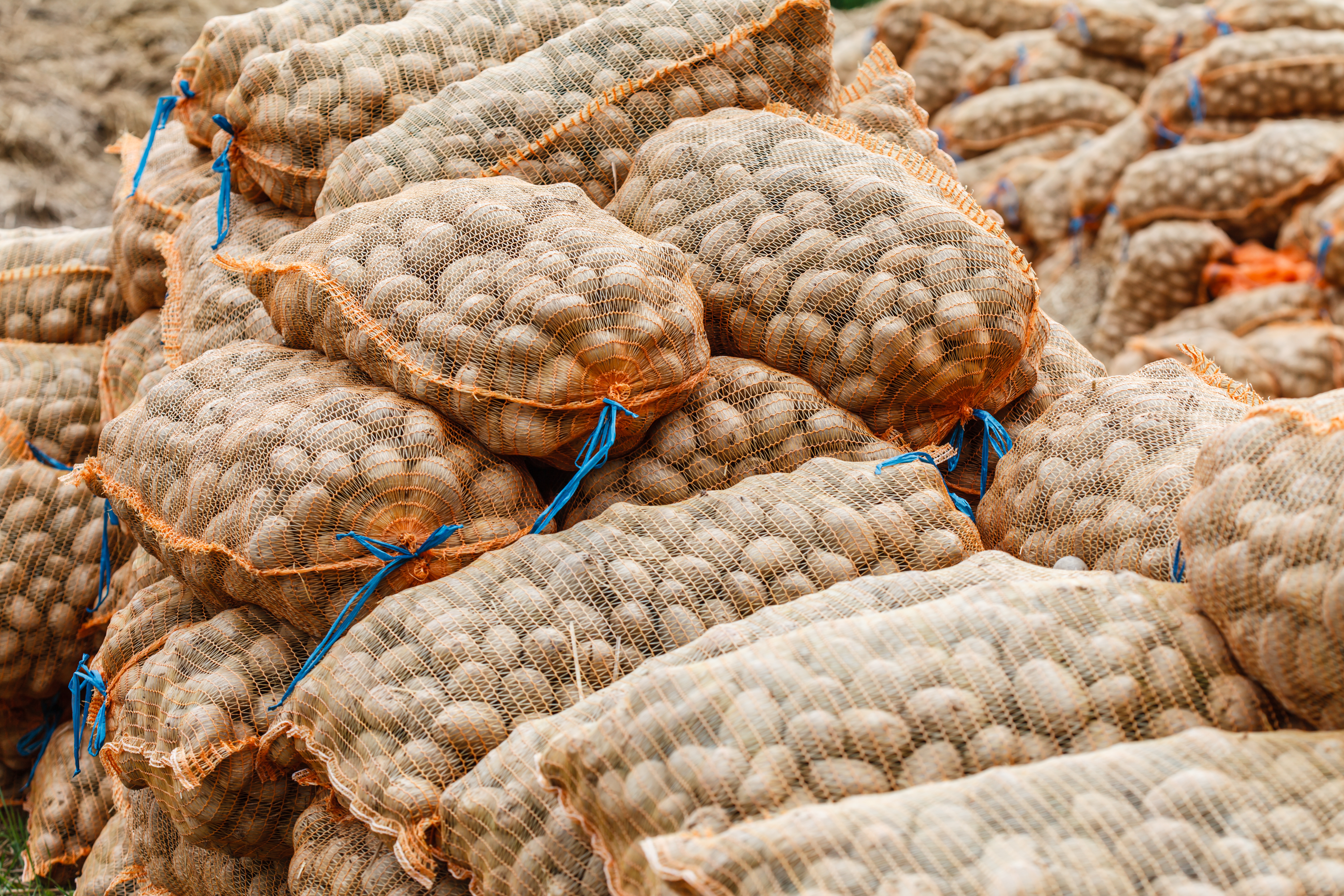 Kiemremmer voor aardappelen - BIOX-M® Amateur 🥔