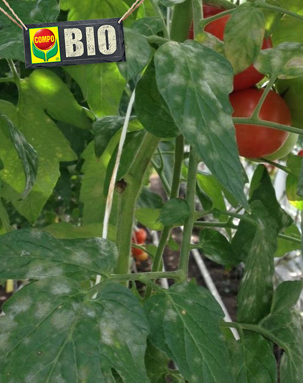 Compo Bio Sulfus Spuitzwavel tegen witziekte en schurft 400g