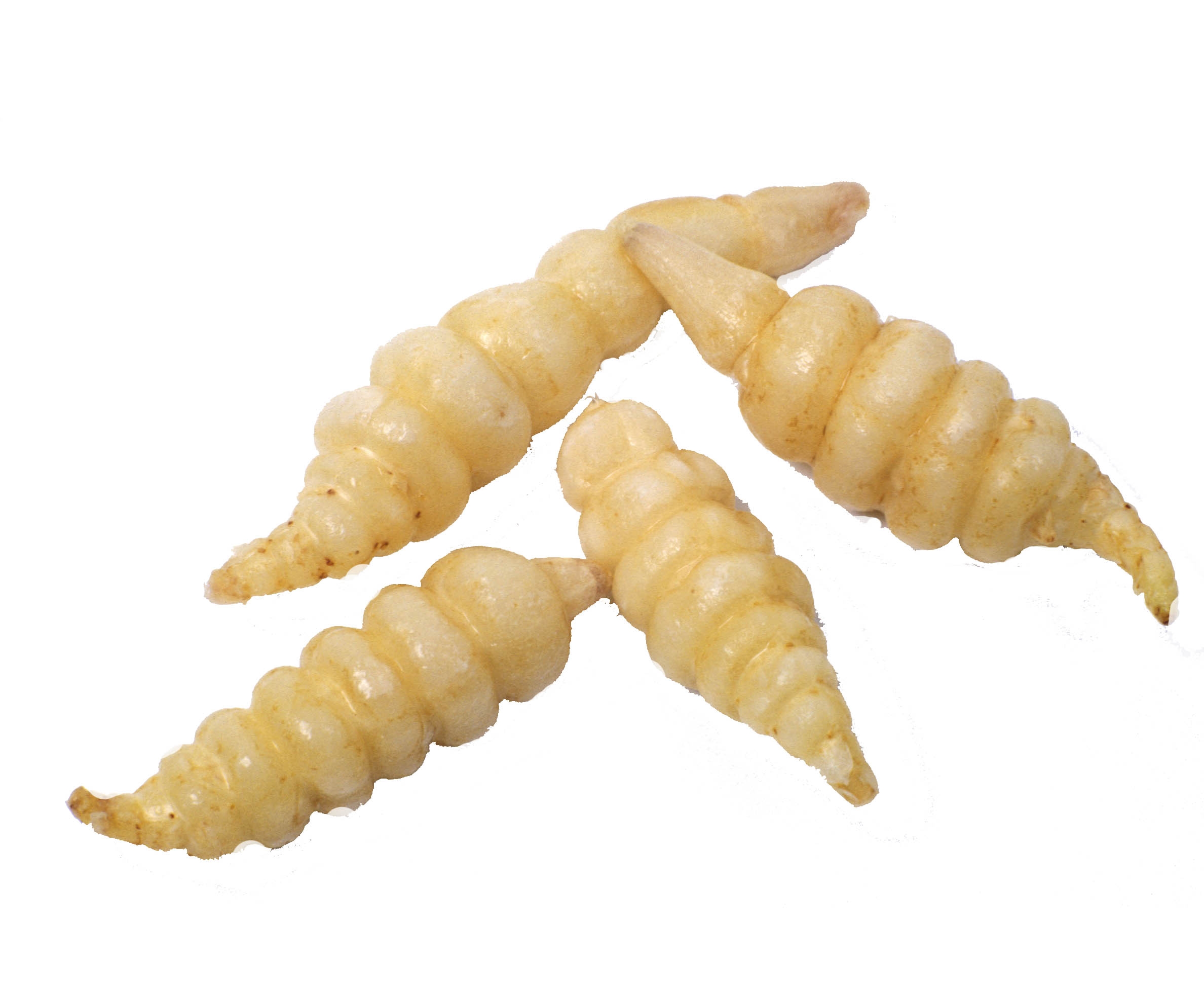 Plantgoed Japanse Andoorn 50 gr