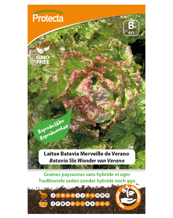 Zaadvaste Batavia Sla Wonder van Verano Zaden