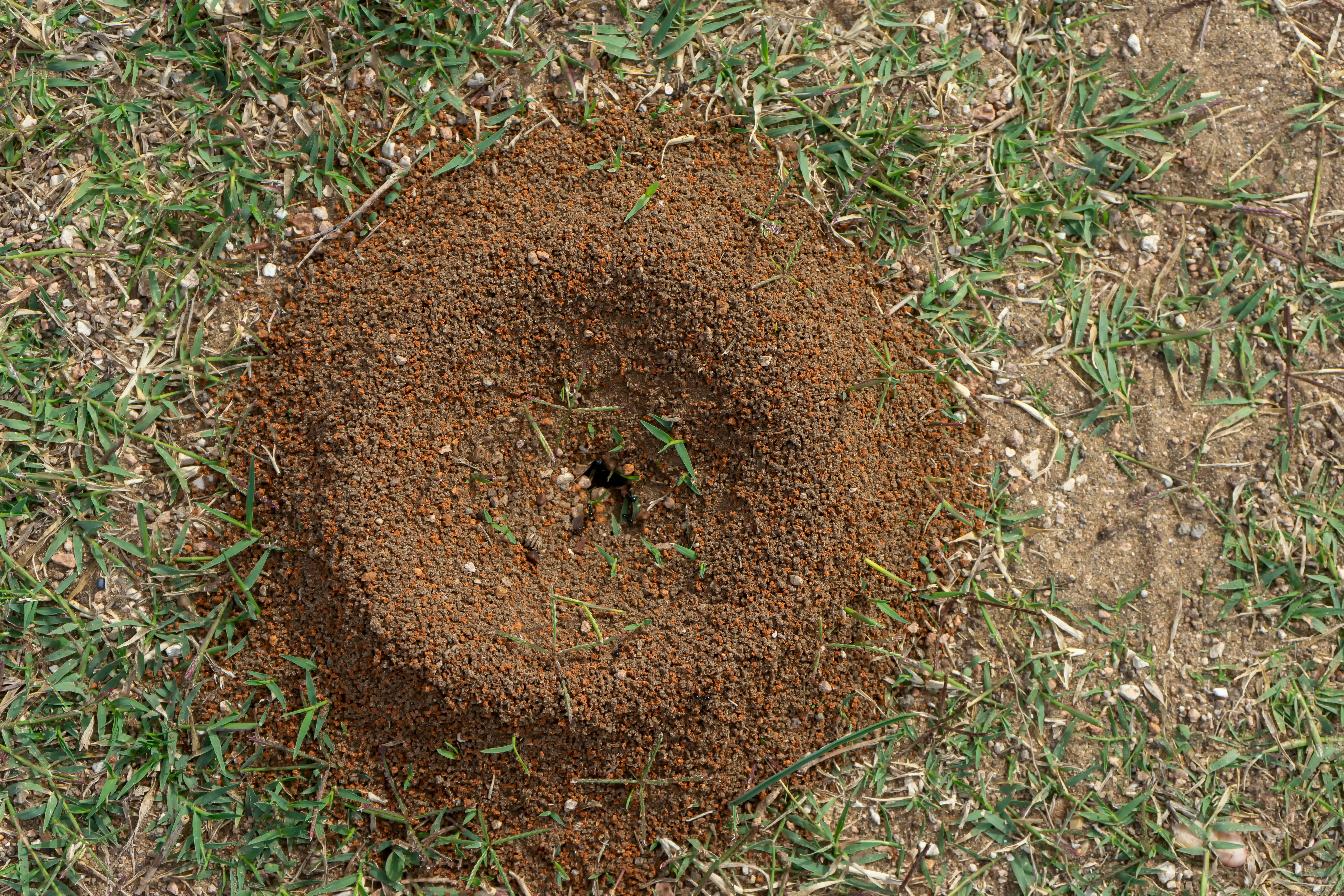 Last van mieren in de tuin? Ontdek effectieve bestrijdingsmethoden bij Online-tuincentrum.be