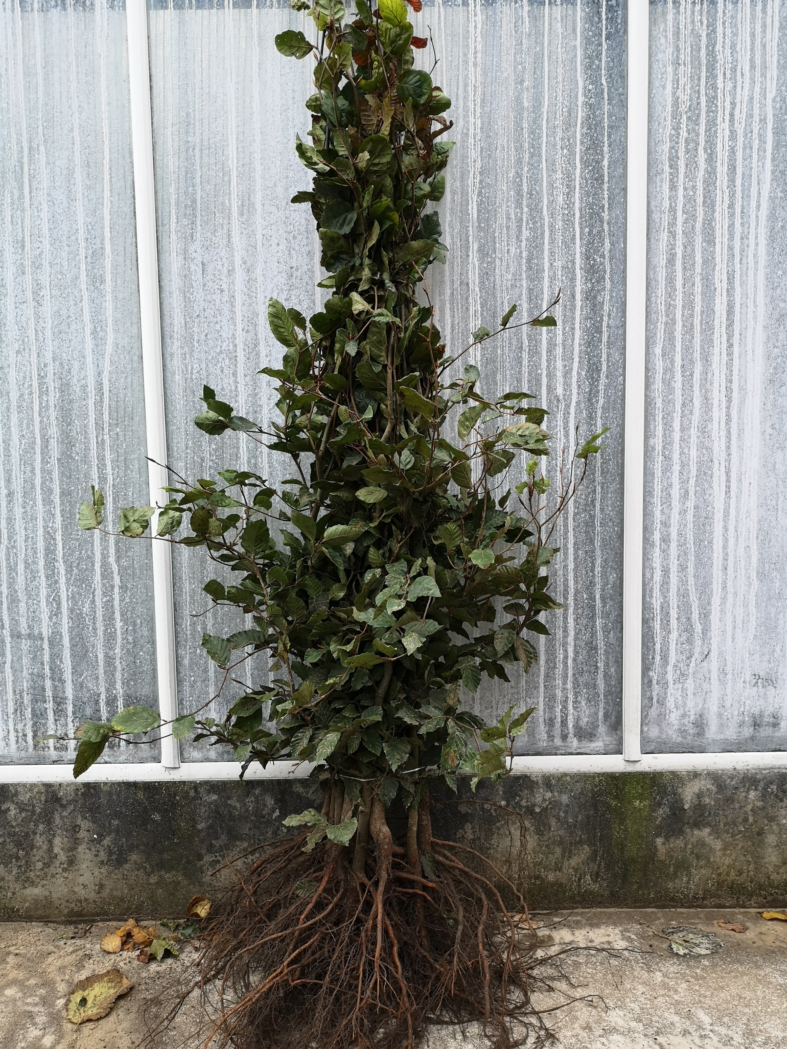 Groene beukenhaag "Fagus Sylvatica"