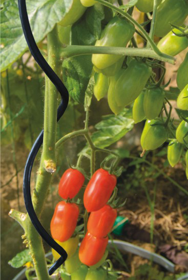 Tomatenspiraal Zwart 10 stuks 