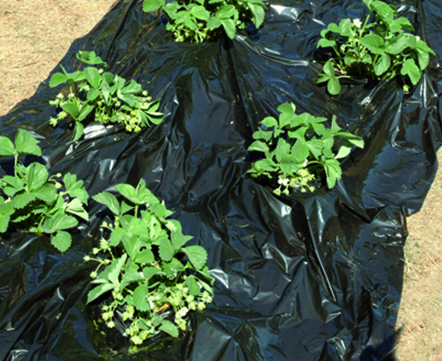 Mulchfolie 10m x 1,2m