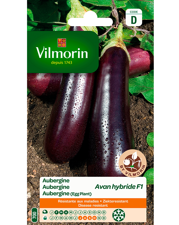Vilmorin Aubergine zaden Avan Hf1 0,4g