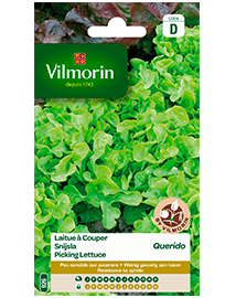 Vilmorin Snijsla zaden Querido 2g