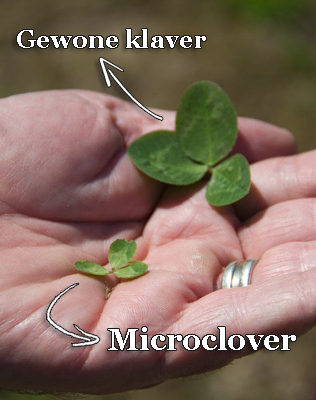Barenbrug Turf Clover Microclover klaverzaad tot 400 m² 🍀