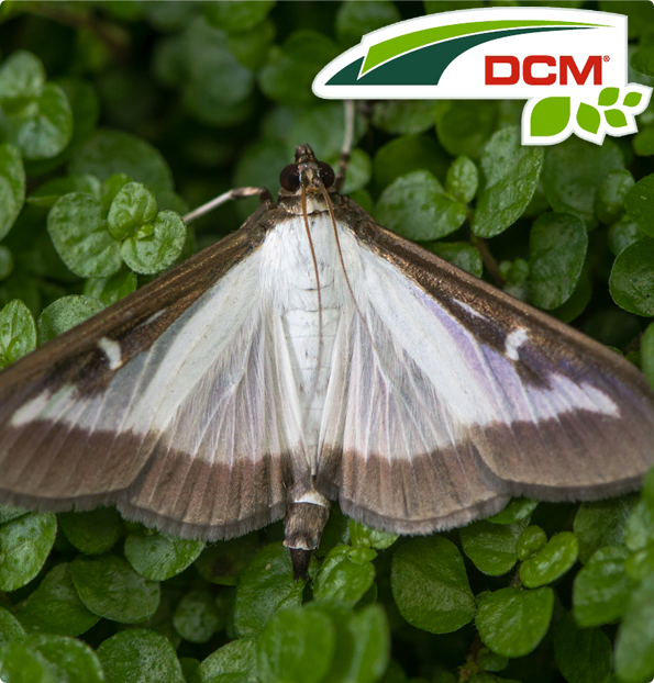 Feromonen tegen buxusmot DCM Naturapy 2st