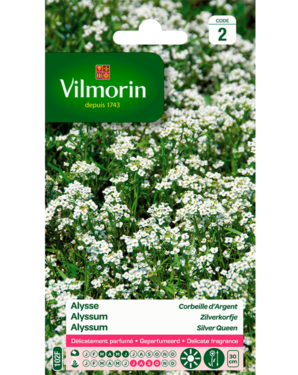 Bloemzaden Alyssum Zilverkorfje 1g