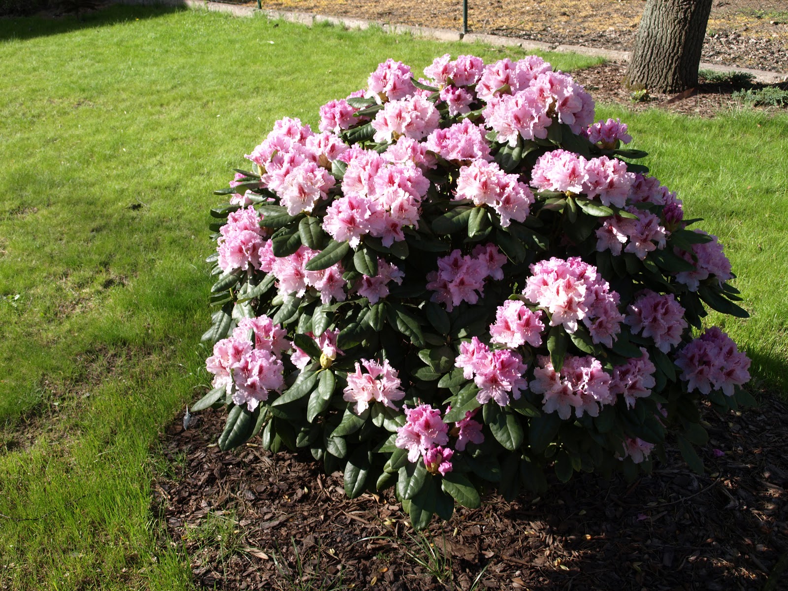 Ecostyle Rhododendron en Hortensia Meststof 2 Kg