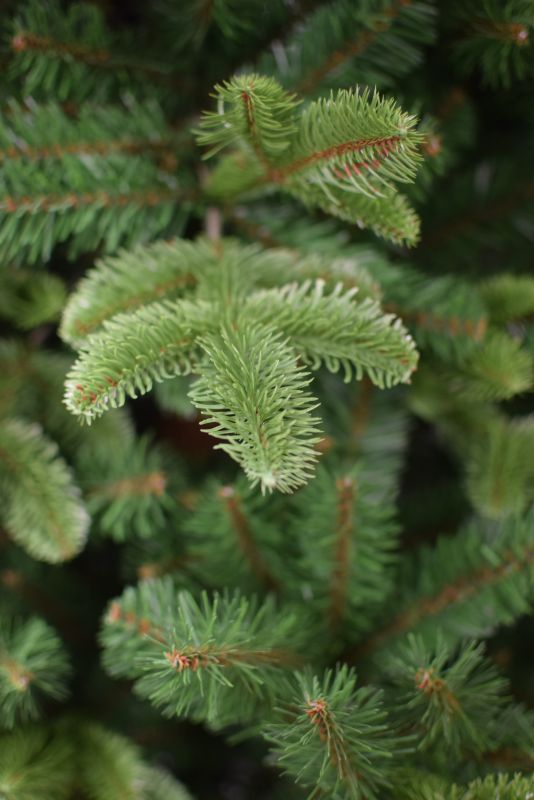NAIZY Kunstkerstboom 180cm ( ca. 90 cm) met 500 Takken Snelopbouw